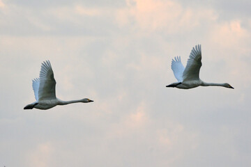 flock of flying swans, Oct 23rd, 2022