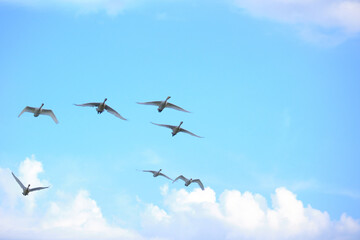 flock of flying swans, Oct 23rd, 2022