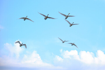 Obraz premium flock of flying swans, Oct 23rd, 2022