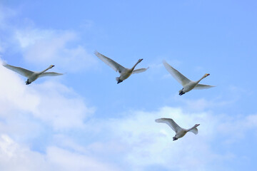flock of flying swans, Oct 23rd, 2022