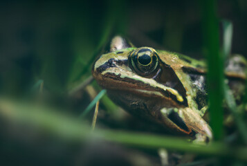 River Frog Closeup in Forest Macro 