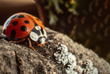 Ladybug Zoomed in on Rocky Terrain