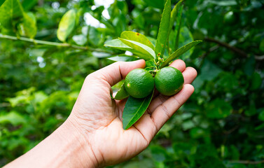 Person hand with fresh Mexica lime or West Indian lime this is usually vegetable that is available...