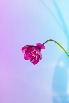 Bright pink tulip in neon blue light