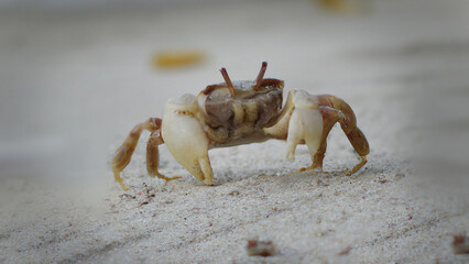 Beach Crab Midshot on Palm beach Australia