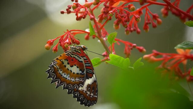Danaidae. Video of a red butterfly sucking a nextar flower.