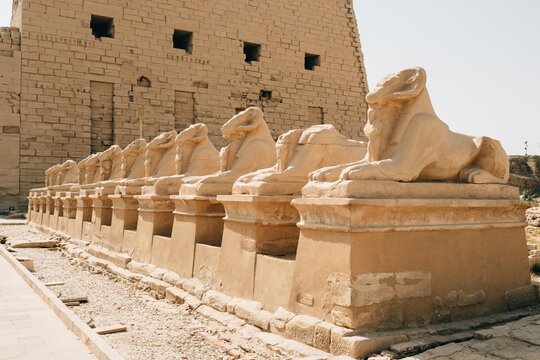 Row of ram headed sphinxes