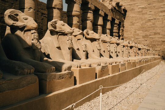 Row of Ram headed sphinxes