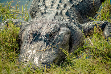alligator in the swamp