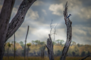 Dead trees at the Wetlands