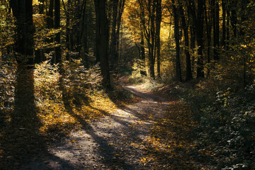 Road in autumn woods