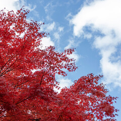 red maple tree