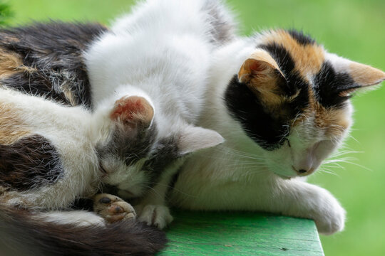 Kitty Feed