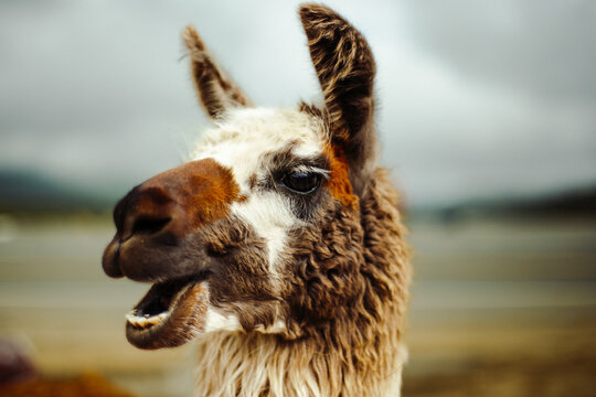 portrait of a lama smiling at the camera in bolivia