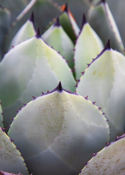 Parry agave