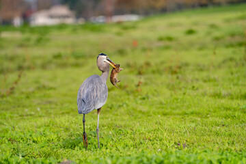 Great blue heron (Ardea cinerea) caught a gopher. Wildlife photography. 