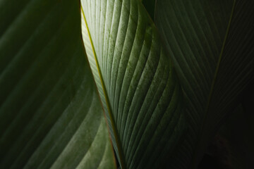 elegant Green Leaf Background