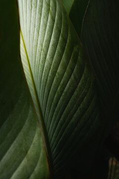 Fototapeta elegant Green Leaf Background