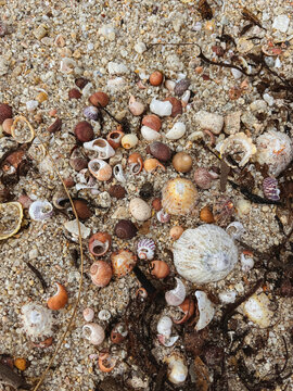 Set of shells