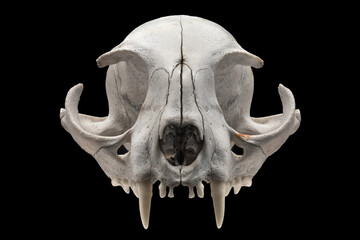 Skull of a domestic cat, frontal view, on a black background