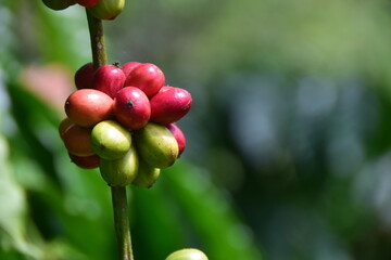 Canephora. Coffee cherries ready for harvest are still attached to tree branches.