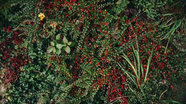 Autumn textures