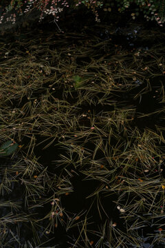 Pine needles on the water