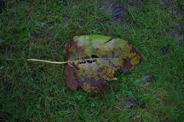 green moss on a tree