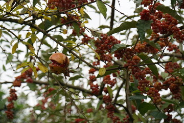 Pomegranate on the tree