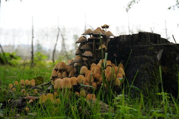 hunter in the forest