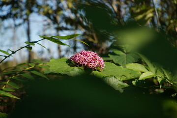 flower in the forest