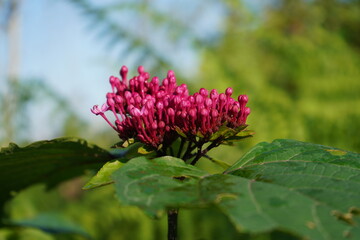 pink flower of a thistle