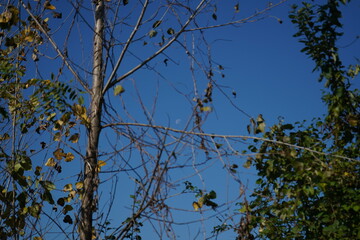 trees in the sky