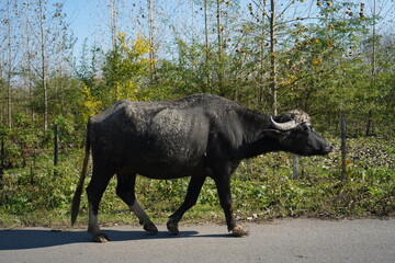 buffalo in the field