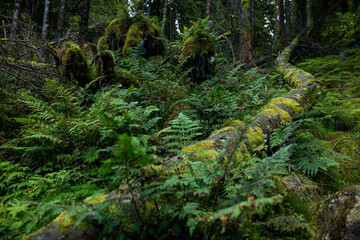 Into a nordic forest
