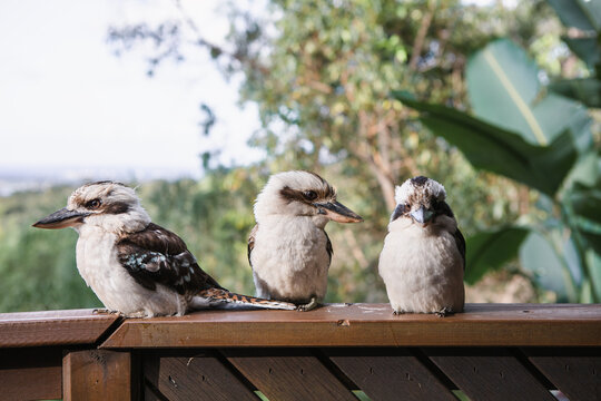 Three funny kookaburra birds