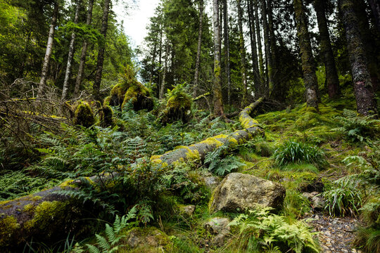 Into a nordic forest