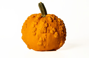 Warty Goblin Pumpkin