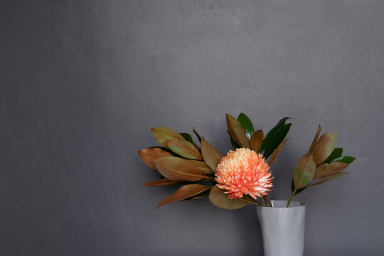 pompom chrysanthemum