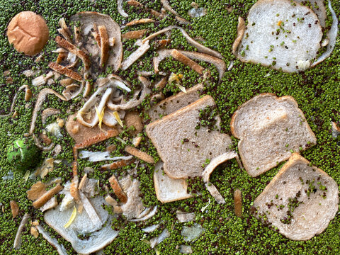 slices of bread in duckweed
