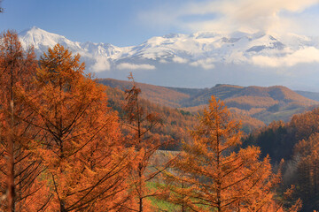 Fototapeta premium 北海道の紅葉
