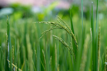 Green rice fields texture of ears close-up.