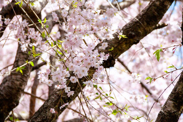 頭上の枝垂れ桜