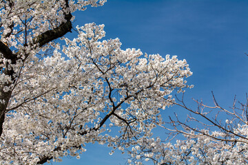 Cherry Blossoms