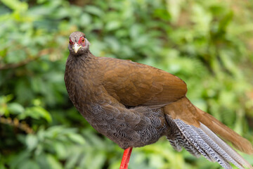 Lophura edwardsi at zoo park