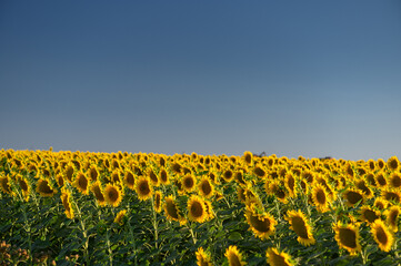 Obraz premium Beautiful sunflowers in the field natural background, Sunflower blooming