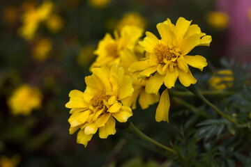 Beautiful yellow flowers in a garden