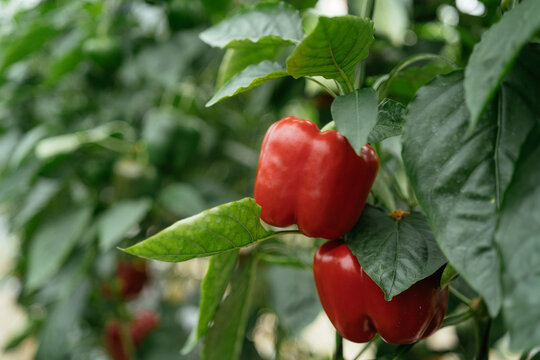 Plant with ripe bell peppers