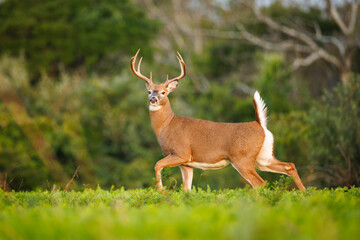 White-Tailed Deer