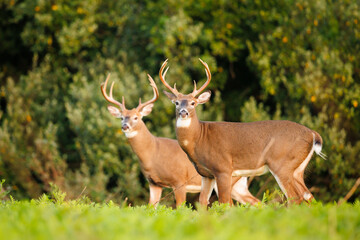 Two White-Tailed Deer